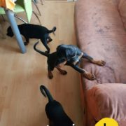 20161213_120342_resized