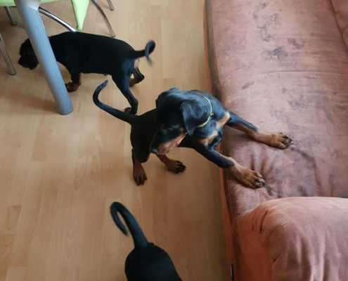 20161213_120342_resized