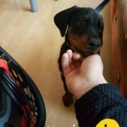 20161213_1206290_resized