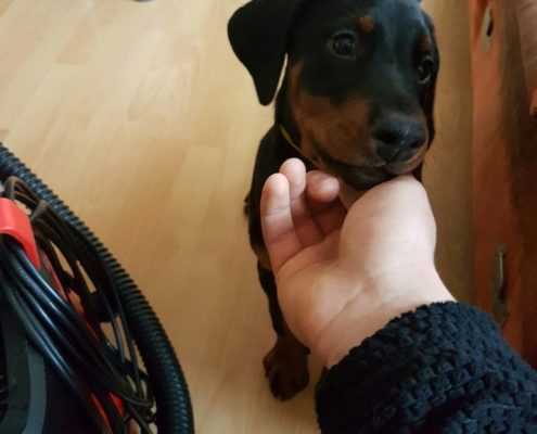 20161213_1206290_resized