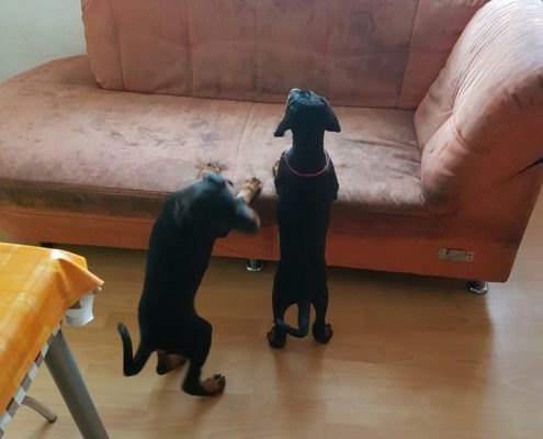 kopia-z-20161213_120329_resized